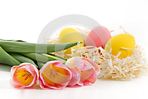 Multicolored eggs and pink tulips over white background.