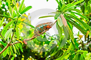 Multicolored exotic cameleon on the branch in the rainforest
