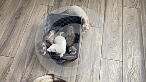 Multicolored Ferrets Playing in Basket