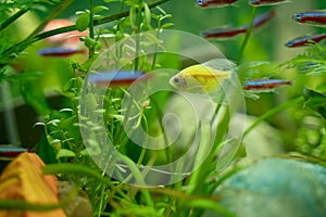 Multicolored fish in an aquarium