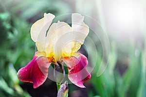 Multicolored flower of iris with drops of rain on petals_