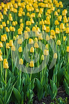 Multicolored flower  tulip field in Holland