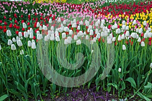 Multicolored flower  tulip field in Holland