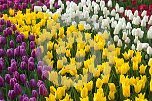 Multicolored flower  tulip field in Holland