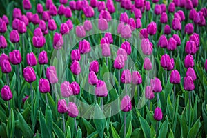 Multicolored flower  tulip field in Holland