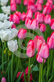 Multicolored flower  tulip field in Holland