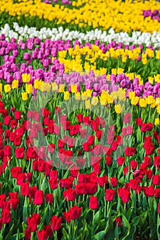 Multicolored flower  tulip field in Holland