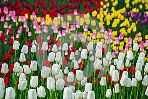 Multicolored flower  tulip field in Holland