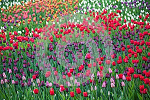 Multicolored flower  tulip field in Holland