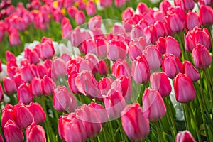 Multicolored flower tulip field in Holland