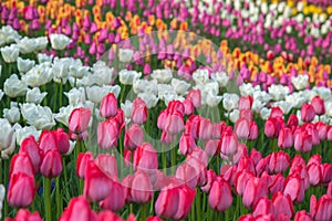 Multicolored flower tulip field in Holland