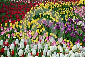 Multicolored flower tulip field in Holland