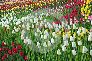 Multicolored flower tulip field in Holland