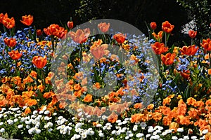 Multicolored Flowerbed