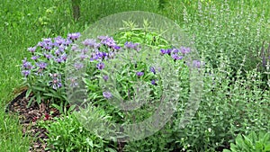 Multicolored flowerbed on a lawn. Flowers and plants in a garden