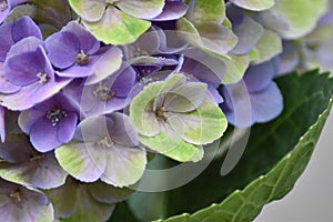 Flowering Hydrangea Magical