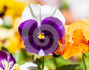Small chrysanthemums