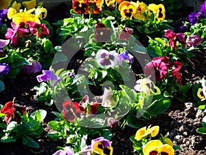 Multicolored flowers, close up on a sunny day