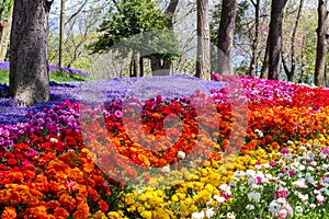 Multicolored flowers in Emirgan Park at the Tulip Festival in Istanbul, a bright colorful spring background