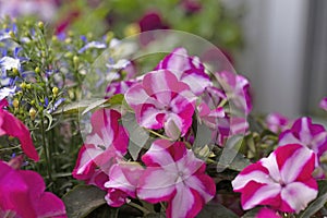 Flower arrangement ideas with impatiens and lobelia