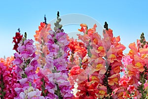 Multicolored flowers snapdragon on a blue sky