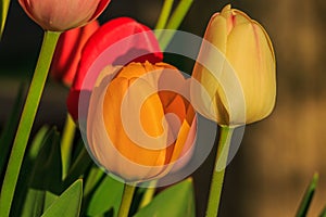 Multicolored flowers of tulips in sunshine