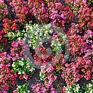 Multicolored fresh flowers on flowerbed. Floral background.