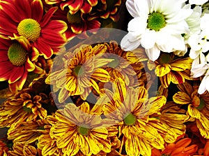 Multicolored Gerbera Daisies