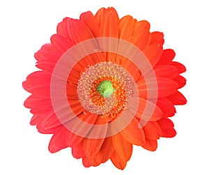 Multicolored gerbera flower