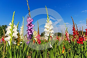 Multicolored gladiolus flowers in field