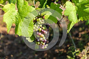 Multicolored grape bunch hanging from vine in winemaking region