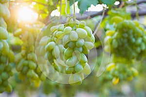 Multicolored grapes on the vineyard.