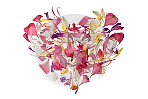 Multicolored heart shape flower petals on white background isolated close up, heart form floral decorative design element