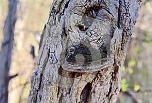 A multicolored hoof tinder fungus growing on a tree trunk.