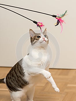 Multicolored house cat playing with feather toys on stick indoors in room with white wall and wooden floor