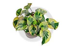 Multicolored \'Houttuynia Cordata Chameleon\' plant in flower pot