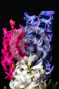 Multicolored hyacinths on a black board background