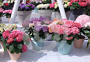 Multicolored Hydrangea hortensia flowers in pots