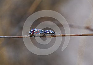 Multicolored insects