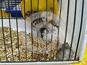 Multicolored Jungar hamsters in a cage.