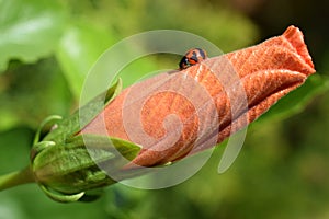 Multicolored ladybug on an orange hibiscus bud