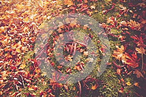 Multicolored leaves on the grass in the park