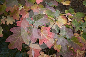 Hydrangea quercifolia multicolored foliage photo