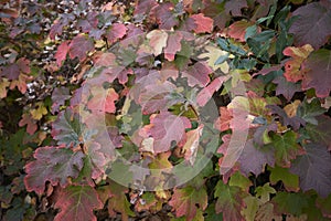 Hydrangea quercifolia multicolored foliage photo