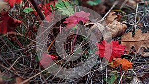 Multicolored leaves lie on the dry grass closeup. Autumn season.