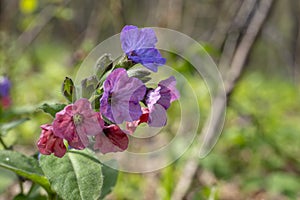 Multicolored lungwort flower close-up. Wildflower in the spring forest. Macro