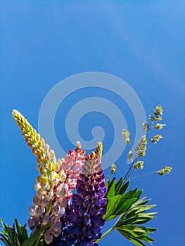 Multicolored lupins against the sky blossom