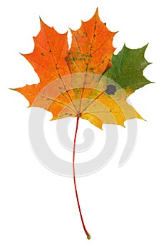 Multicolored maple leaf on pure white background