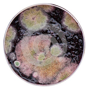 Multicolored mold on honeysuckle jam, macro shot, isolated on white background