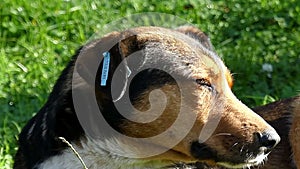 A multicolored mongrel dog lies on a lawn on a sunny day in slo-mo